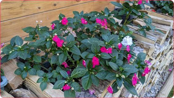 Concours des maisons fleuries 2024, catégorie « Chalets avec potager »