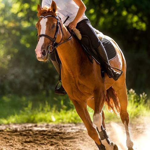 Cheval et équitation - Format carré - Le Blog