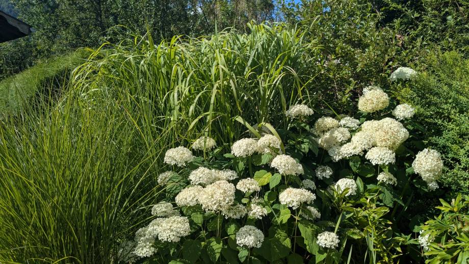 Concours des maisons fleuries 2025, catégorie « Copropriétés » - Marie-Anaïs Lien