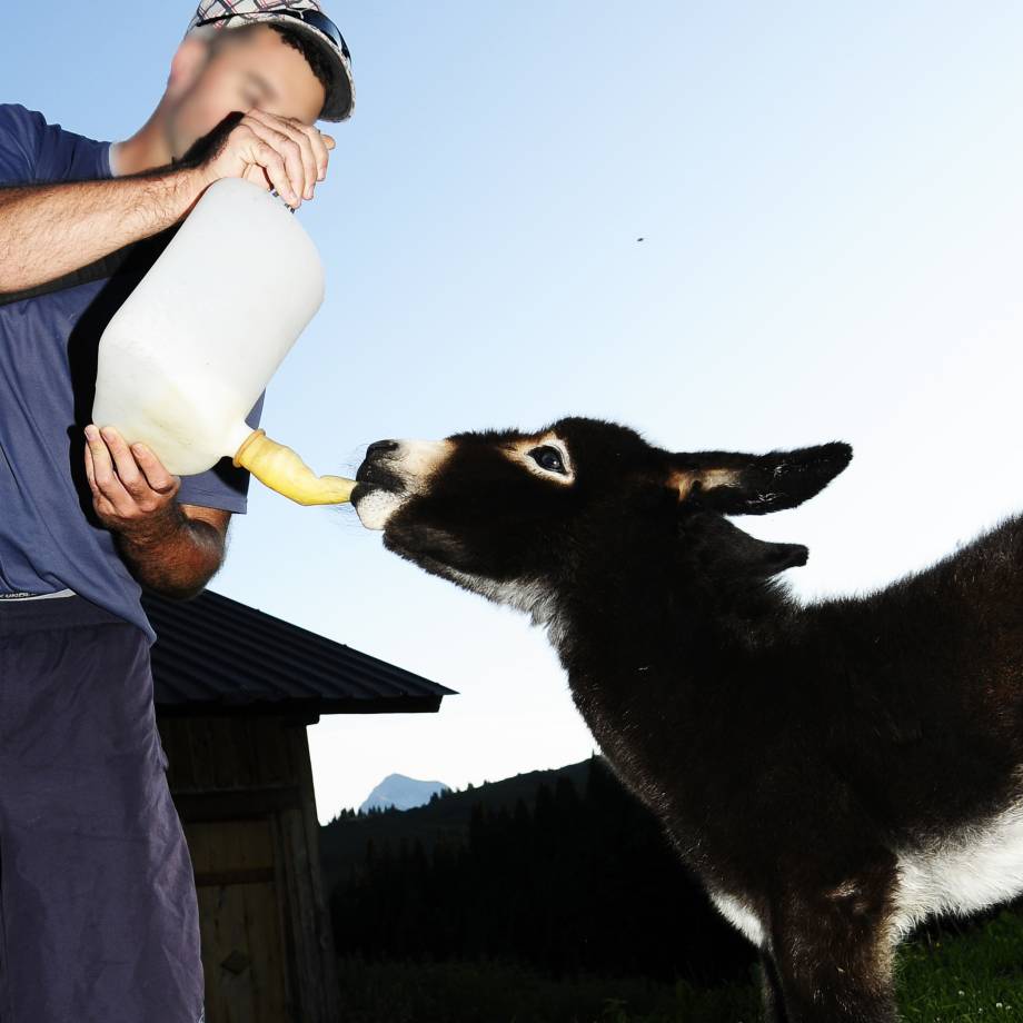 Détenir ou acquérir un équidé - Format carré - Gaël Joncour