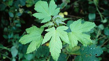 Voici des feuilles palmées à cinq directions d’un érable sycomore !   Du genre Acer (signifiant « dur » en latin), les érables comptent 150 espèces différentes au monde ! Ce sont des Dicotylédones : leur graine, à l’état embryonnaire, possède deux cotylédons, c’est-à-dire deux lobes foliacés servant de réserves nutritives. © C. Gayard/ONF