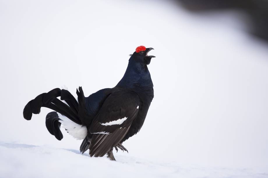Oiseau le tétras lyre © Jérôme Ballet/Wikimédia