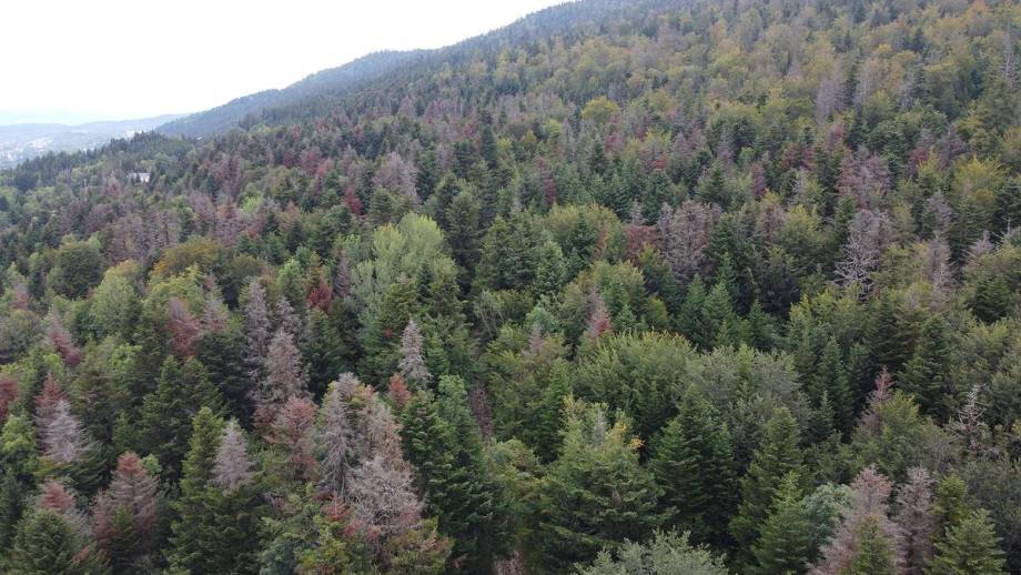 Allure d'une forêt dont des épicéas sont infectés par des scolytes. - ONF