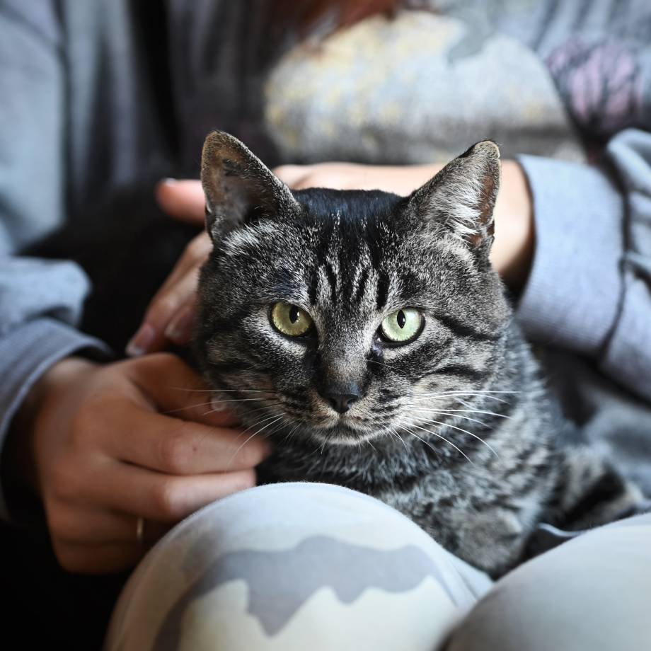 Animal de compagnie : chat - Laura Peticca