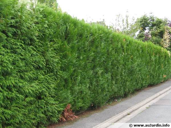 La haie de Thuya : un exemple de ce qu'il ne faut plus faire en montagne - www.aujardin.info