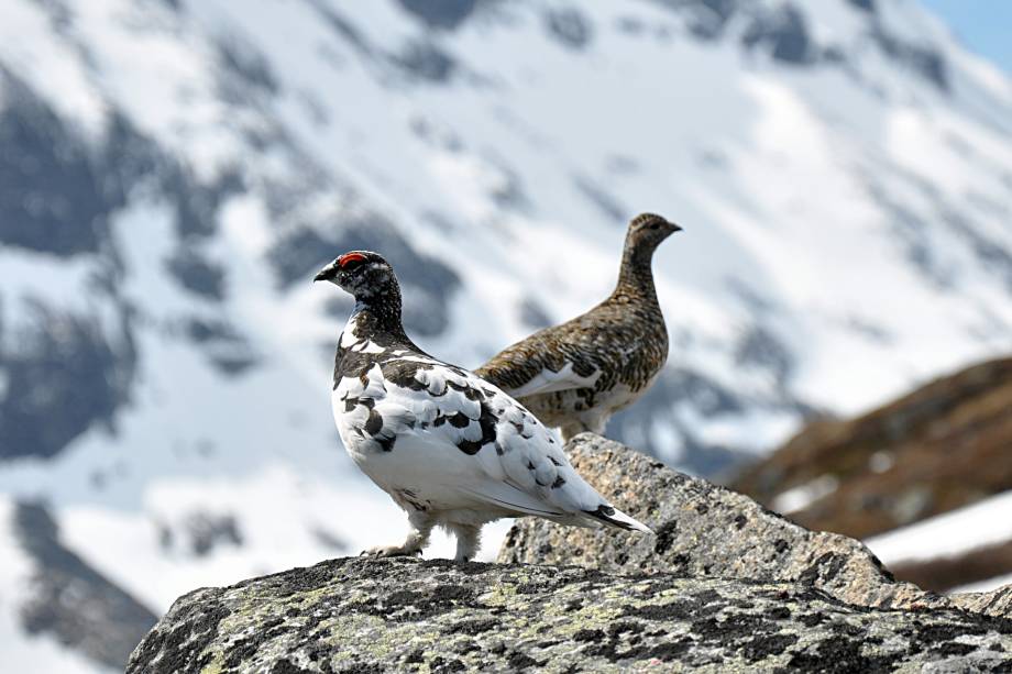 Oiseau le lagopède alpin © Ronald Slabke/Wikimédia