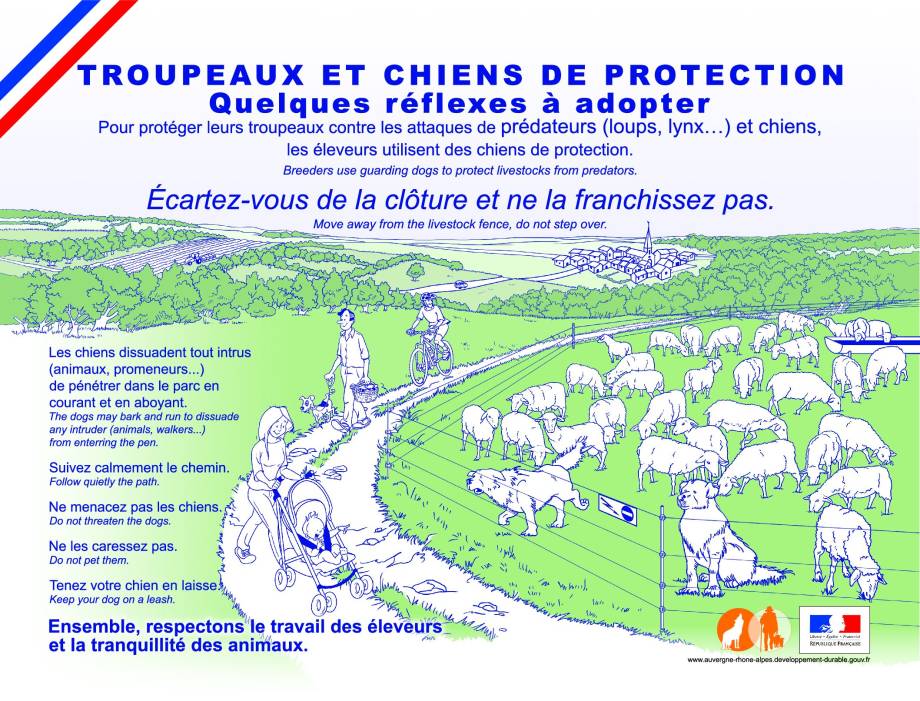 Troupeaux et chiens de protection : quelques réflexes à adopter - Gouvernement français