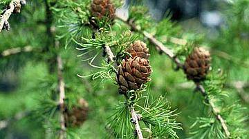 Voici le mélèze, le seul conifère à perdre ses aiguilles à l’automne ! Lorsqu’il a reconstitué son stock d’aiguilles, à la fin du printemps, ses chatons apparaissent. Les mâles sont jaunes, petits, nombreux et pendent au-dessous des branches. Ils distribuent leur pollen au gré du vent et des insectes qui vont polliniser les chatons femelles.  Ces derniers sont moins nombreux, un peu plus grands (2 cm environ), rouge vif et tournés vers le ciel. © Maurice Dedieu/ONF