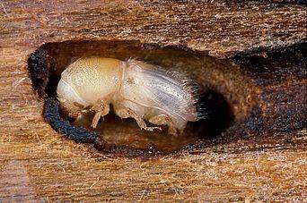 « La nymphe se transforme en un adulte immature brun clair, aux tissus encore mous. Devenu adulte, il est brun foncé et creuse un dernier trou de sortie d’où il prendra son envol » explique le site www.wsl-junior.ch © Beat Wermelinger/WSL