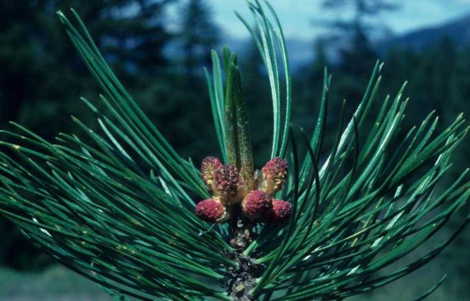 Mes aiguilles vert foncé, denses et rigides, sont regroupées par 5, chose rare chez les pins : mes cousins les portent plutôt par deux. De section triangulaire, elles mesurent de 5 à 12 cm.  Monoïque, je porte mes fleurs mâles et femelles sur le même pied. Mes chatons mâles sont pourpres puis jaunes quand ils s'ouvrent et mes chatons femelles rouges. Mes bourgeons sont cylindriques et pointus. © Maurice Dedieu/ONF