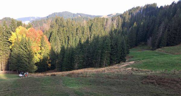 Zone humide d'Holvet : rognage de souches pour ramener la lumière en décembre 2019