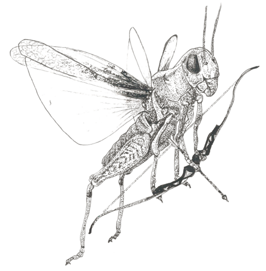 La sauterelle est le symbole du dépassement de soi. Un individu adulte peut parcourir 20 fois la longueur de son corps en un seul saut et retomber sur ses six pattes. © Adeline Thierry, amie d’Antonin