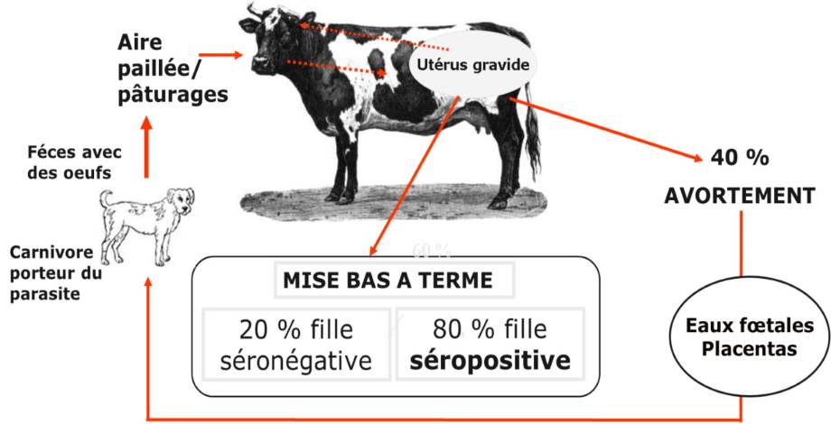 Transmission de la néosporose (parasite Neospora caninum) / Avortement - GDS 64