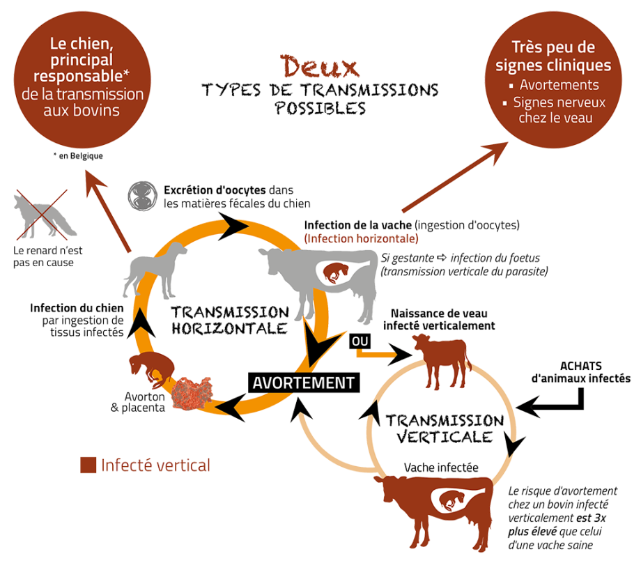 Modes de transmission de la néosporose - Arsia