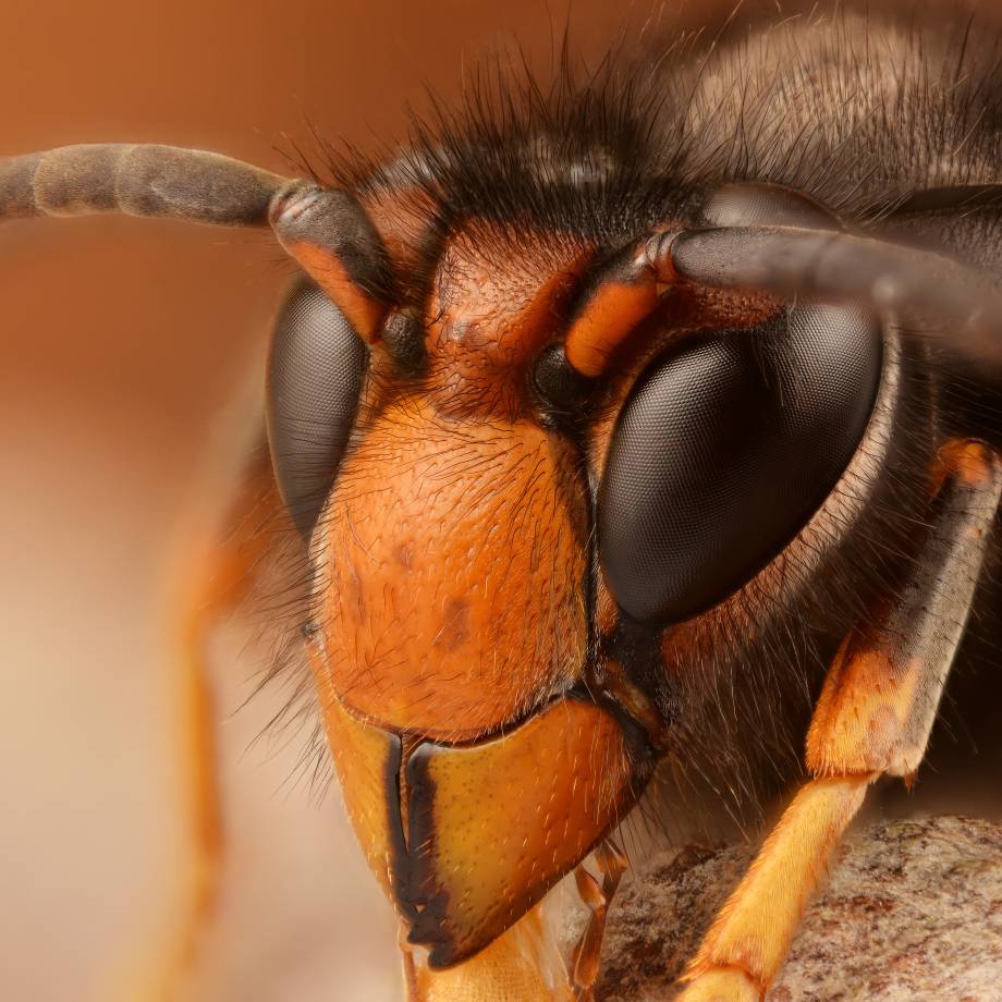 Frelon asiatique à pattes jaunes, dit Vespa velutina mâle - Format carré - Gilles San Martin